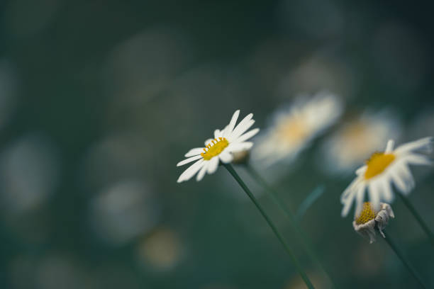 Daisy wildflower close-up on green background seen at sunset in the wild.