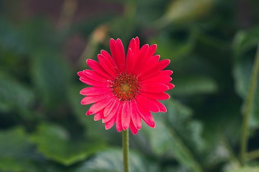 Close up of a single red flower seen in the wild.