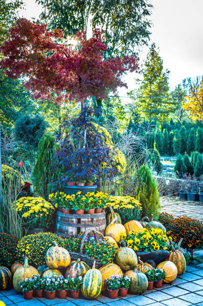 istock Autumn Halloween Pumpkin garden arrangement 1347844593