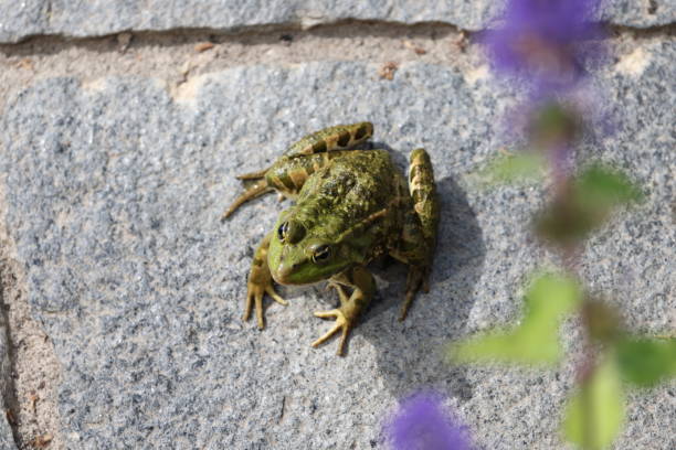 istock Green frog sitting on floor 1347846171
