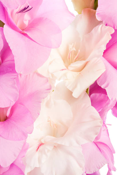 istock Flowers of sword lily isolated on a white background 1347846923