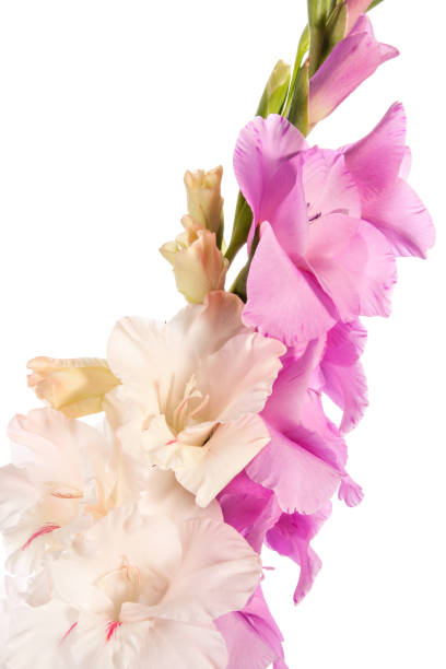 istock Flowers of sword lily isolated on a white background 1347847201