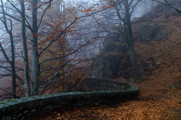 istock trees in the fog, path, autumn 1347847446