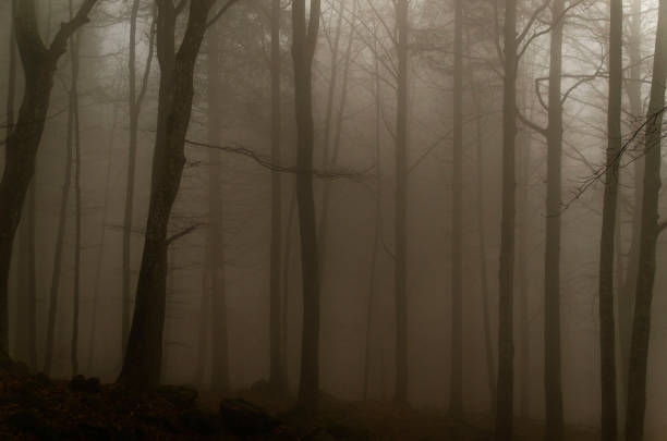istock forest in the fog, logs, autumn 1347847450