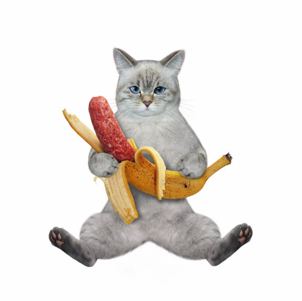 istock Cat ashen sits with banana sausage 1347848165