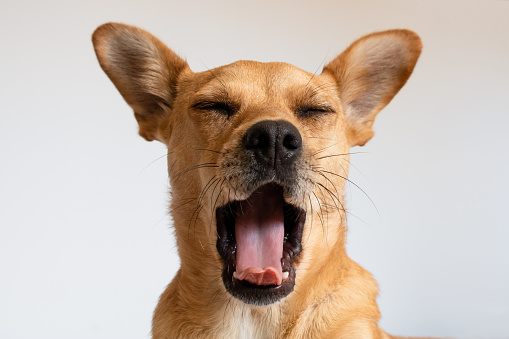 Dog yawning. Head of a mixed-breed fawn dog facing the camera with mouth wide open showing teeth and tongue and eyes closed isolated against a white background