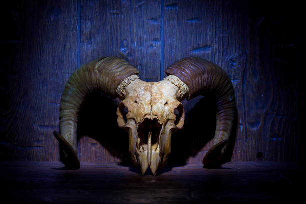 istock White old ram skull on blue wooden wall 1347848587