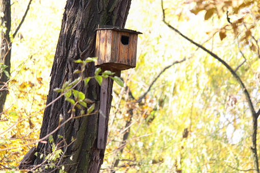 A male and female Eastern Bluebird bringing food to chicks in a fancy birdhouse.