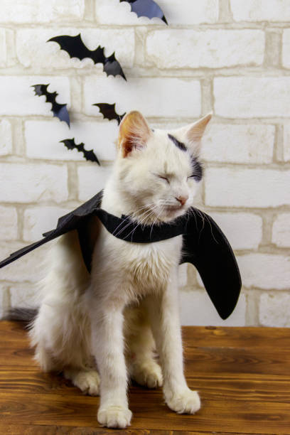 istock Beautiful cat wearing in Halloween bat costume 1347851892