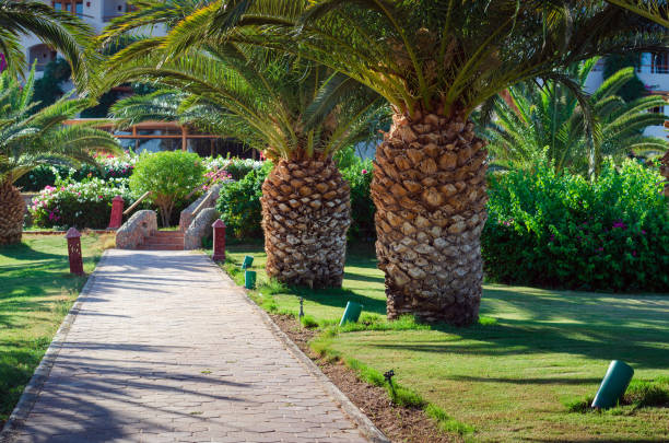 istock Beautiful tropical palm trees, nature landscape background, 1347853563