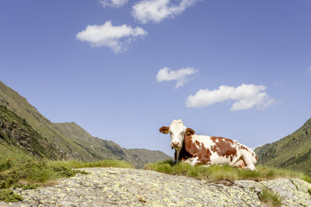 A majestic cow in Val Venina