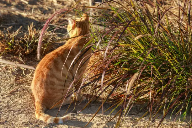 Bright ginger cat is sitting  in the grass at early morning and looking to the far distance in desert