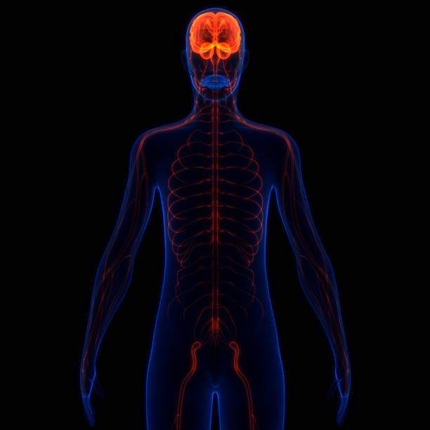 istock Central Organ of Human Nervous System Brain Anatomy 1347854962
