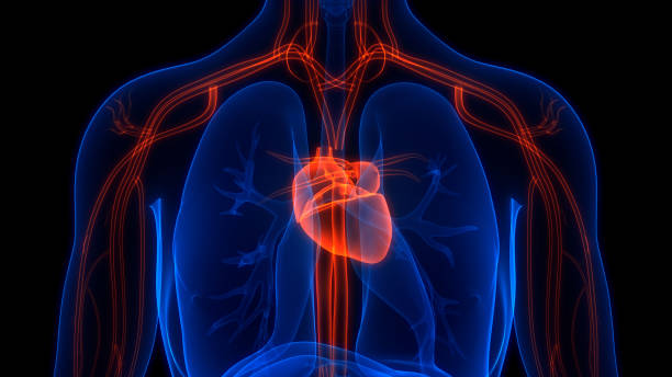 istock Human Circulatory System Heart Anatomy 1347855058