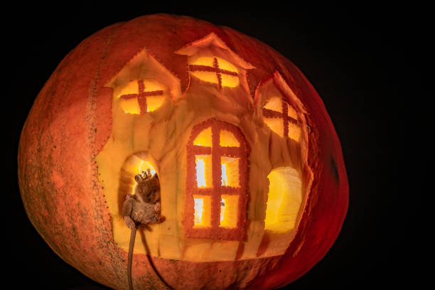 Halloween carved pumpkin castle with rat