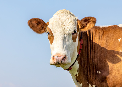 Cow portrait, a cute and calm red bovine, eye patches, fleckvieh, friendly expression, adorable
