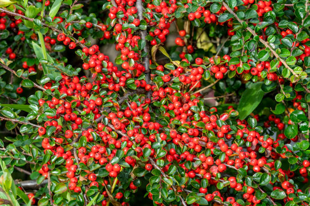 Cotoneaster horizontalis Cotoneaster horizontalis a spring dwarf spreading shrub hedging plant with red berries and leaves in the autumn fall, stock photo image cotoneaster horizontalis stock pictures, royalty-free photos & images