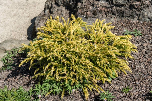 Cryptomeria Japonica 'Globosa Nana' Cryptomeria Japonica 'Globosa Nana' a dwarf evergreen conifer tree which is a dome shaped plant with green leaves commonly known as Japanese cedar, stock photo image cryptomeria japonica stock pictures, royalty-free photos & images