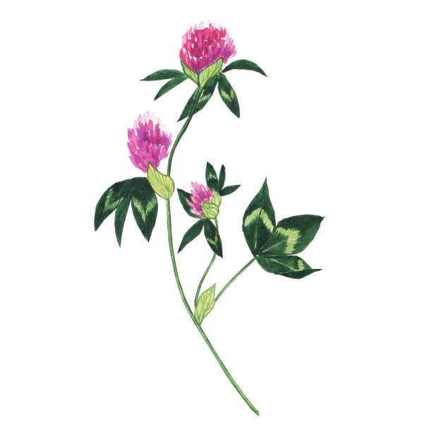 ilustrações, clipart, desenhos animados e ícones de flor de trevo vermelho isolada em fundo branco. planta de pretensão de trifolium. ilustração desenhada à mão com aquarela. - pretense