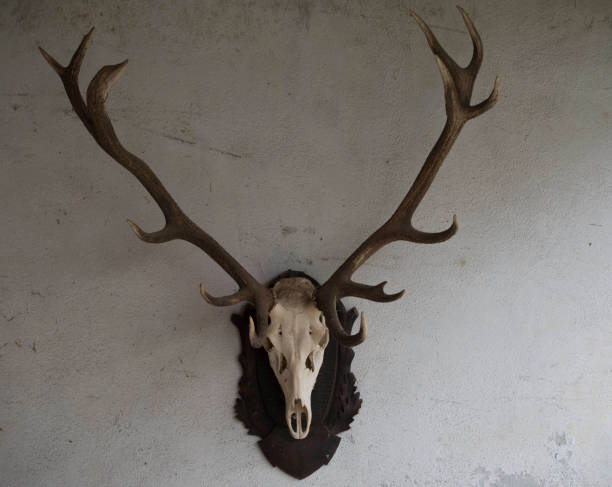 istock deer antlers as hunting trophy 1347857420