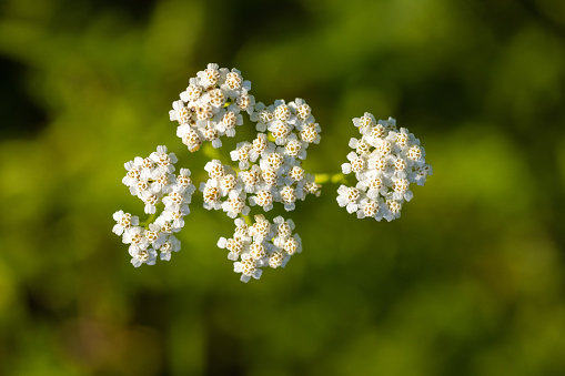 Flowers of Achillea millefolium, commonly known as yarrow