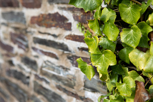 Background of a Cornish stone wall with ivy