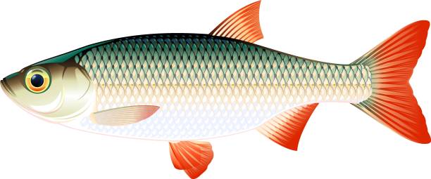 Rudd_fish_isolated_illustration Realistic rudd fish isolated illustration, one freshwater fish on side view rudd fish stock illustrations