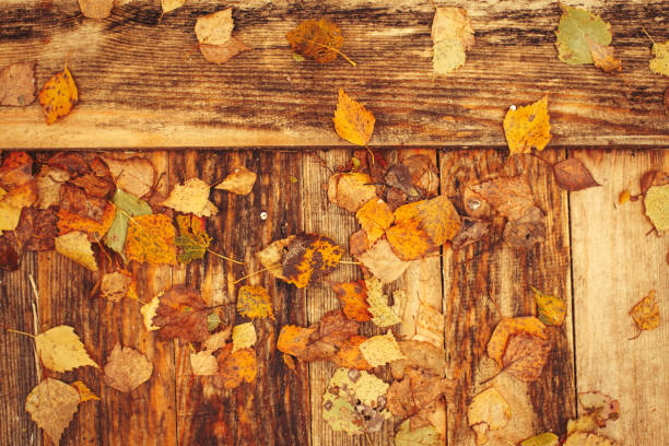 Autumn Leaves on a wooden background. Pathway.