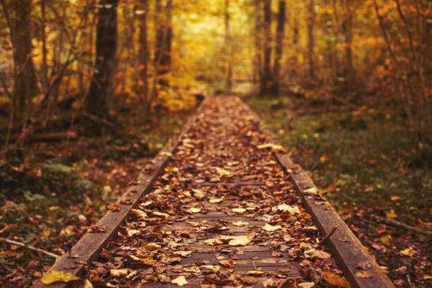 Pathway in the bright forest. Autumn falling leaves.