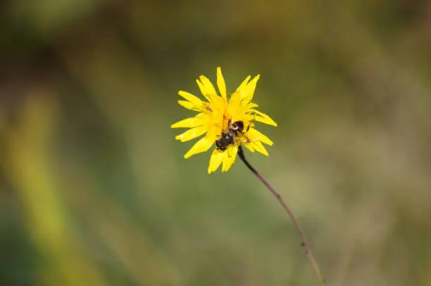 Photo of Bee on mediterranean cat's-ear in bloom with blurred background