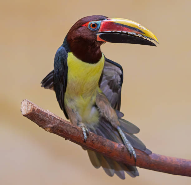 istock Close-up view of a Green aracari (Pteroglossus viridis) 1347862633