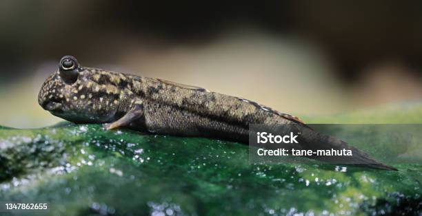 Closeup View Of An Atlantic Mudskipper Stock Photo - Download Image Now - Mudskipper, Africa, Animal