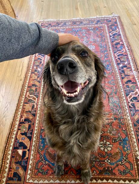 istock Happy dog getting pet on the head 1347865098