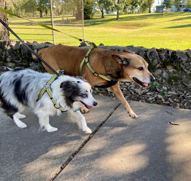 istock Happy dogs on a walk 1347865177