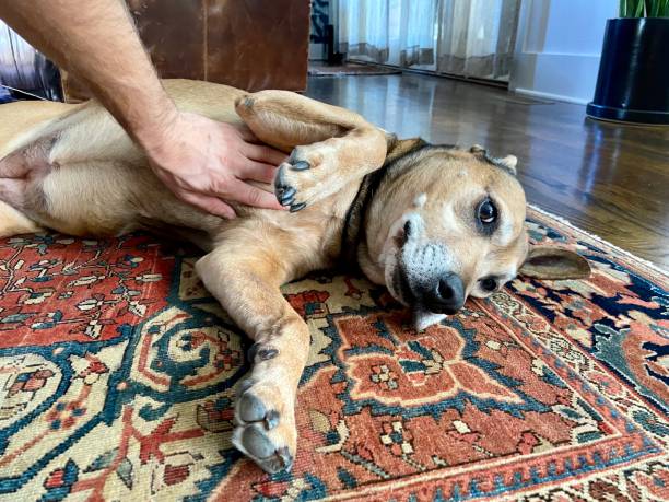 istock Happy dog getting a belly rub 1347865203