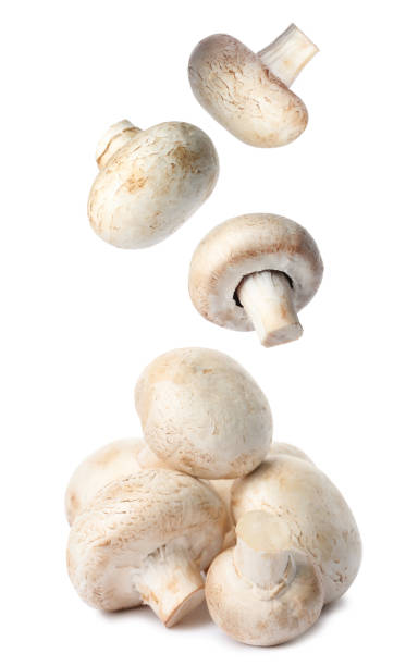 istock Set with fresh champignon mushrooms falling on white background 1347866615