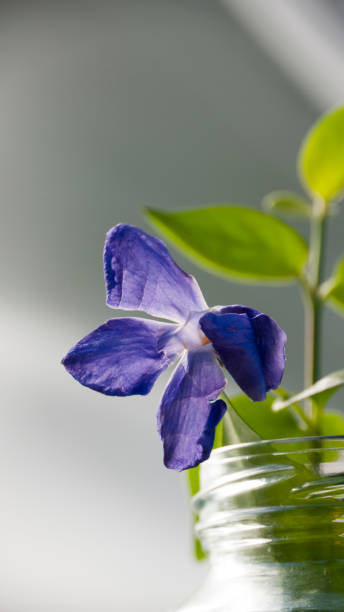 fleur pourpre dans un bocal en verre - flower pot vase purple decor photos et images de collection