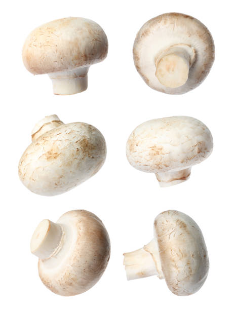 istock Set with fresh champignon mushrooms on white background 1347866763