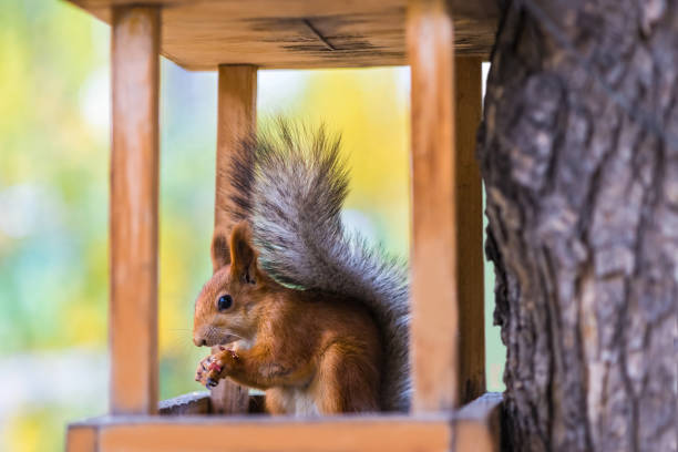 istock A squirrel eats food in a feeder in a nature park. Close-up. 1347866819