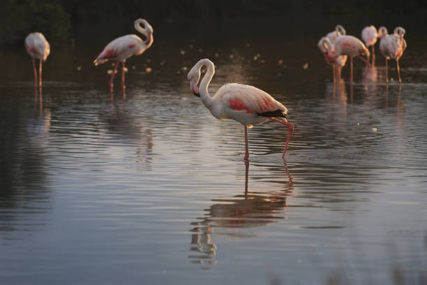 istock Flamingos in Camargue 1347866820