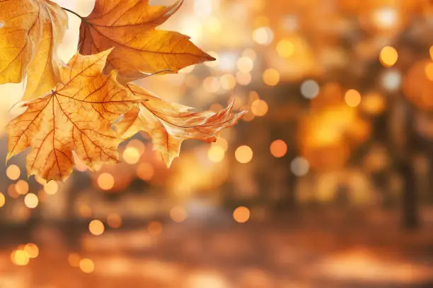 Photo of Beautiful autumn leaves outdoors on sunny day, space for text. Bokeh effect