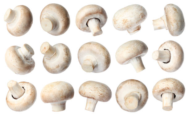 istock Set with fresh champignon mushrooms on white background 1347867095