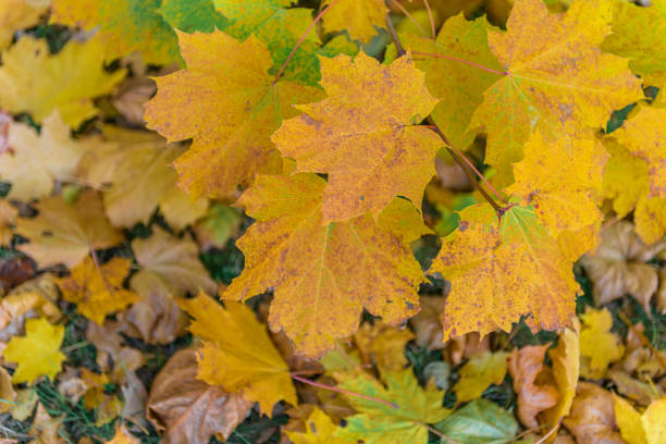 Colourful autumn maple leaves on soft background.