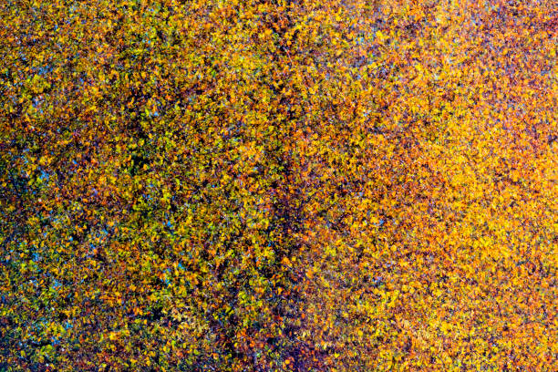 Double exposure   Multiple Exposure   of autumn leaves in forest - from sweden nature