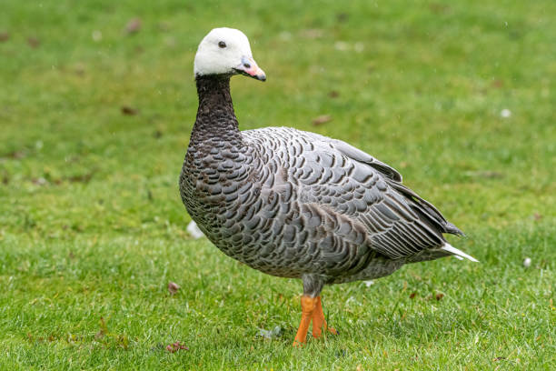 Emperor goose, Anser canagicus, also known as the beach goose, or painted goose in the rain. Emperor goose, Anser canagicus of the family Anatidae, also known as the beach goose, or painted goose in the UK rain. anseriformes photos stock pictures, royalty-free photos & images