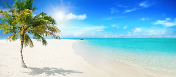 istock Beautiful palm tree on empty tropical island beach. 1347870218
