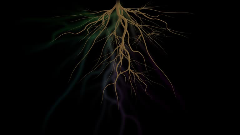 Roots growing. Roots animation. Tree roots animation. Plant roots growing. Roots animation on Black background.