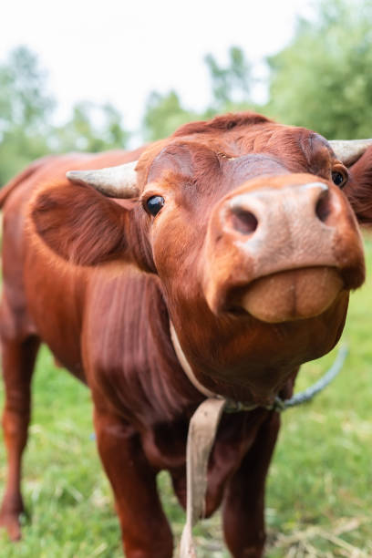 istock calf in the meadow. 1347873735