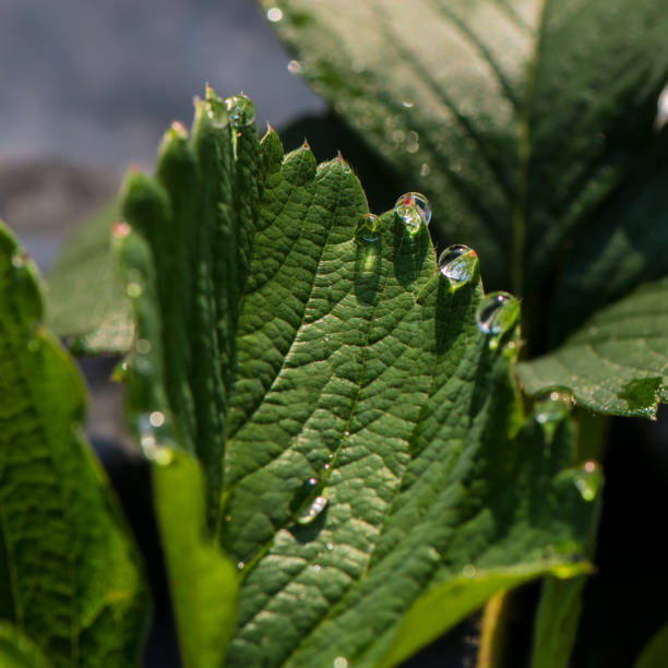 strawberry leaf covered with water drops. - wet strawberry macro fruit imagens e fotografias de stock