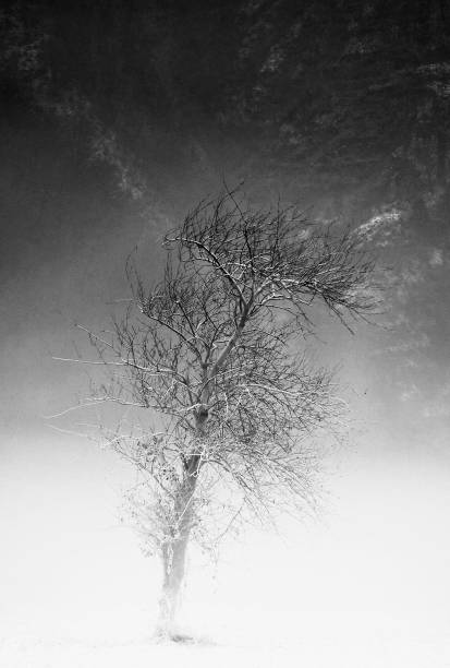 istock the tree and frozen soil in black and white 1347873951